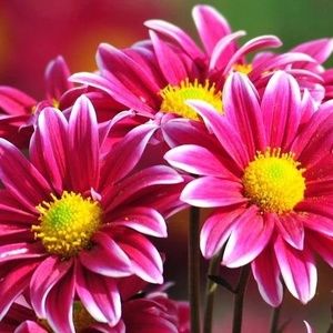 Meet your Posher, Gail